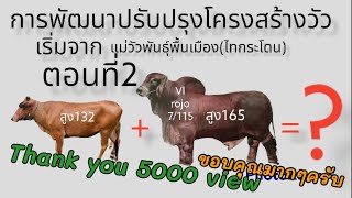 การพัฒนาปรับปรุงโครงสร้างวัว เริ่มจากวัวไทยกระโดน(ไทกี้) ตอนที่2