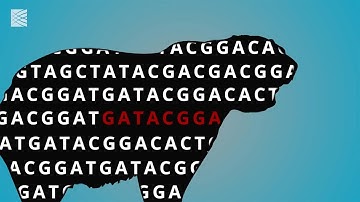 Zoonomia: Comparing Genomes From 240 Mammalian Species