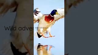 Landing Of Geese