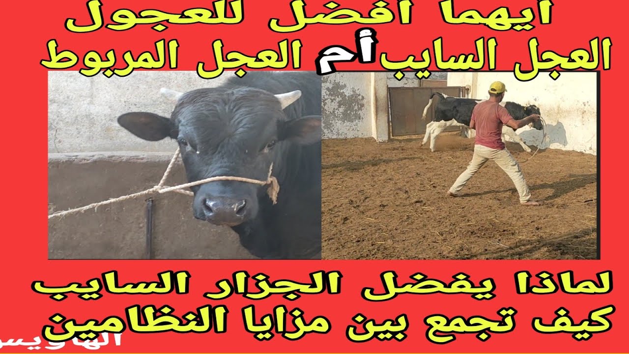 عجول التسمين المربوطة ام المطلوقة ؟؟كيف تختار الأفضل بنفسك .معلومات خطيرة وصادمة..مع د/السيد الطوخي