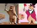 Cat memes new funny animals 2023the amazing digital circusbest cats and dogss  part 35