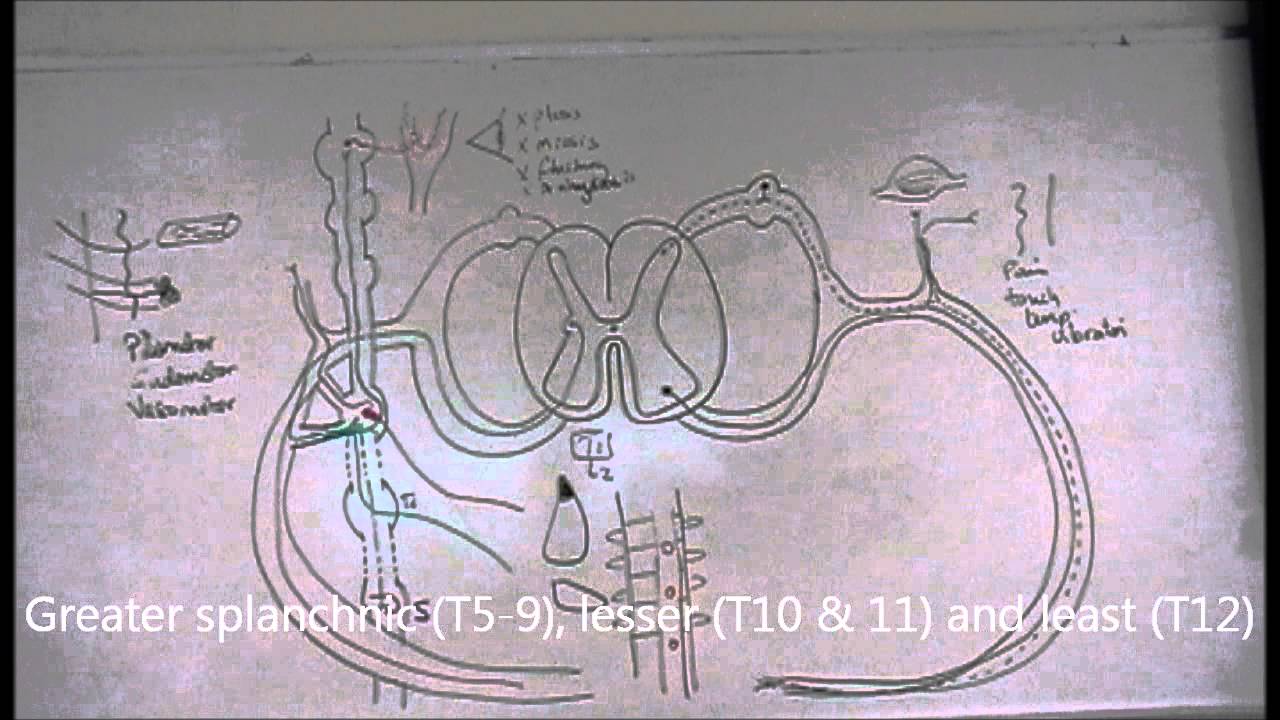 Anatomy of sympathetic nervous system - part 2 - YouTube