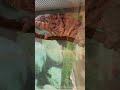Chameleon