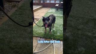 Lady The Blue Heeler Puppy Takes A Bath  Australian Cattle Dogs Uk