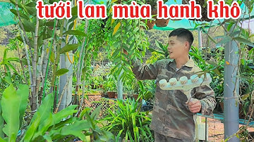 Tưới nước cho lan bao nhiêu là đủ, cách tưới nước cho lan mùa hanh khô | phong lan rừng phúc vân
