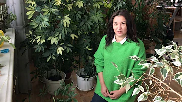 ШЕФЛЕРА: СОВЕТЫ ПО ПЕРЕСАДКЕ И УХОДУ