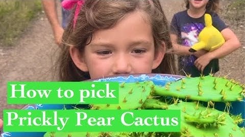 How to pick, clean and prepare Cactus or Nopales