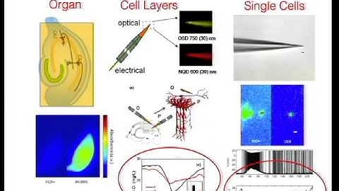 Unification of spikes, seizures and spreading depression