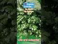 💯Grow your own Organic Corinder 🌱#trending #gardening #ytshorts #shortsfeed #shorts #youtubeshorts