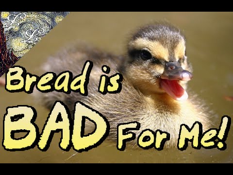 The Do's and Don'ts of Duck Feeding | ALifeLearned