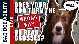 Does Your Dog Turn the Wrong Way on Rear Crosses?