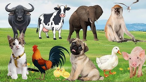 🎶 Âm Thanh Dễ Thương, Khi Gà, Bò, Mèo & Cún Cùng Hòa Ca – Nông Trại Ngập Tràn | Động Vật Đáng Yêu🐄🐱🐶