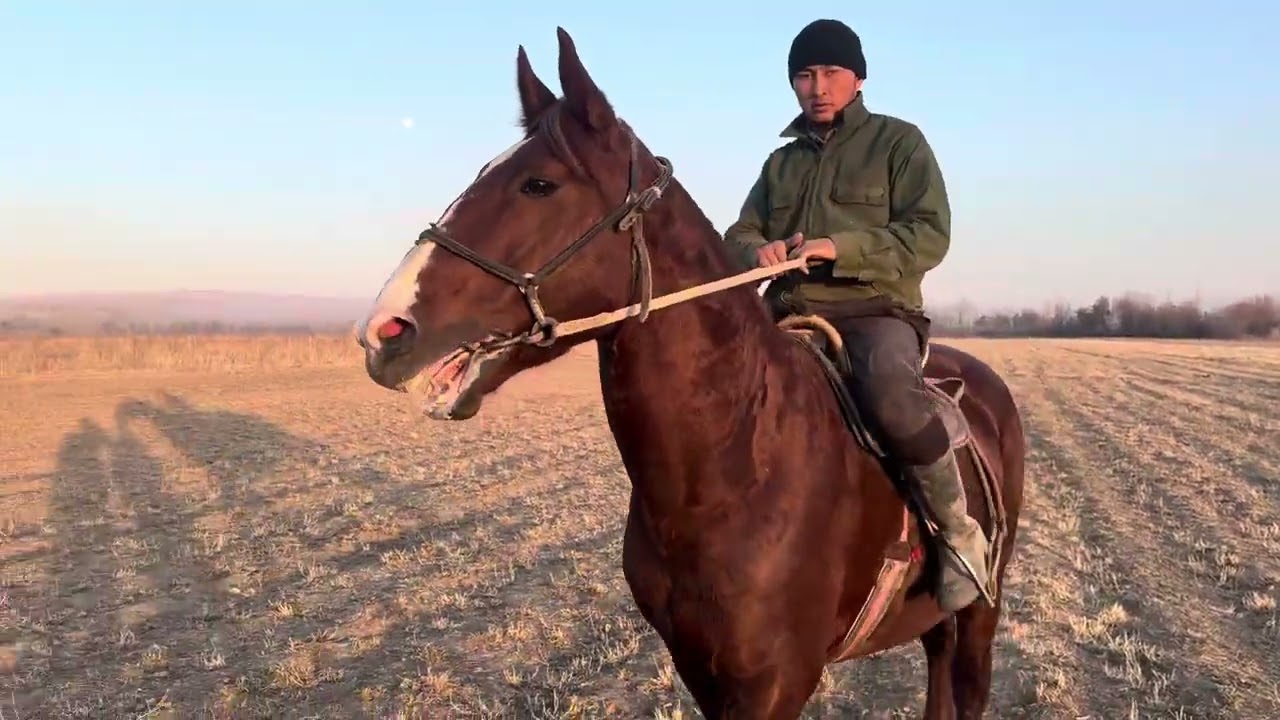 Улаги уйуру гарантия ат сатыкка чыкди +996–774 082-727 телефон и ватсап 