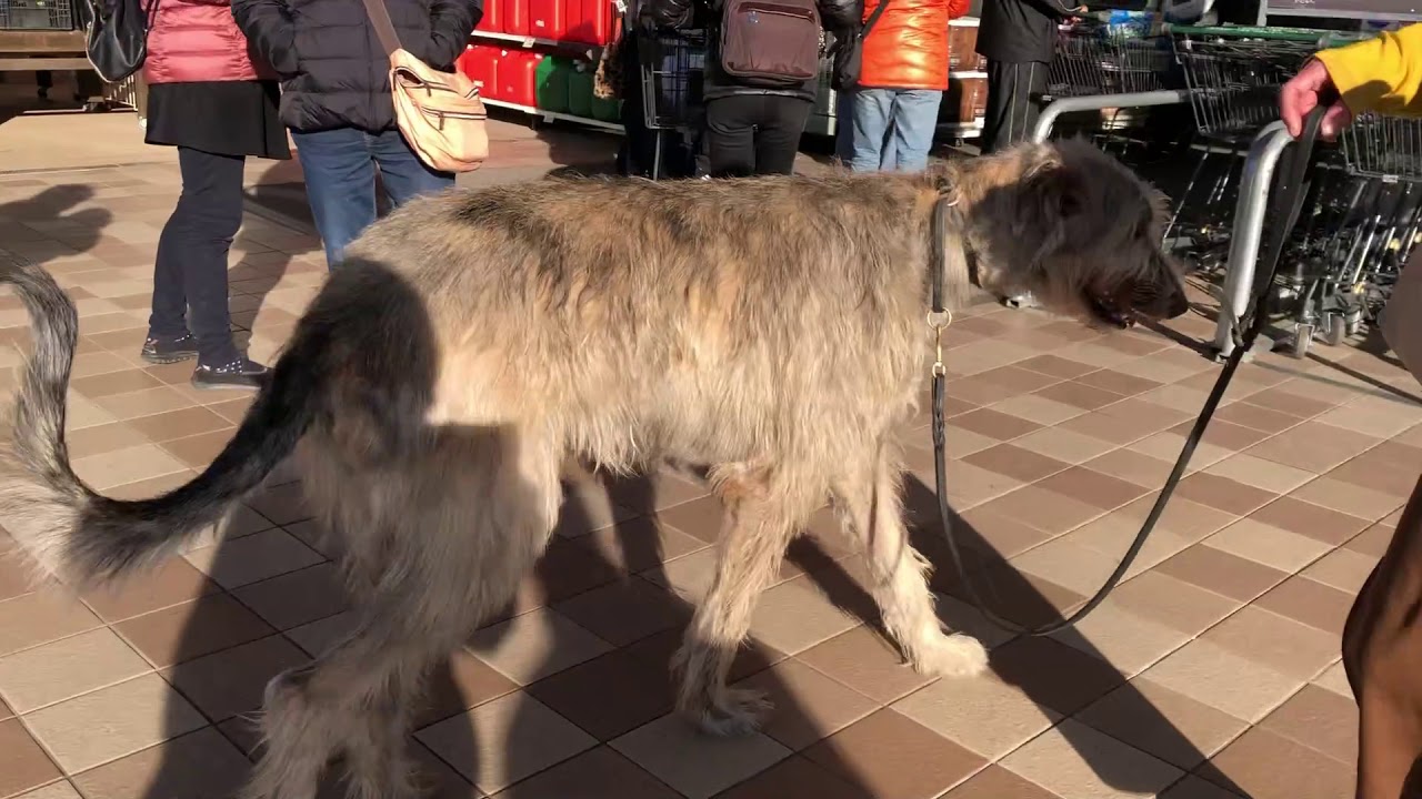 雑種犬マロとケンコ カインズへ来た超大型犬 Mixed Breed Dog Malo Kenko A Large Dog At A Diy Store Youtube