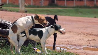 Awesome Rural Dogs !! Dog Meeting for the Summer Season in Village. by Life Daily 3,025 views 1 year ago 3 minutes, 2 seconds