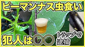 家庭菜園の害虫 ナスの葉に穴が空いている原因は 芋虫 夜盗虫 テントウムシ 野菜に潜むそっくりな虫に気をつけよう Youtube