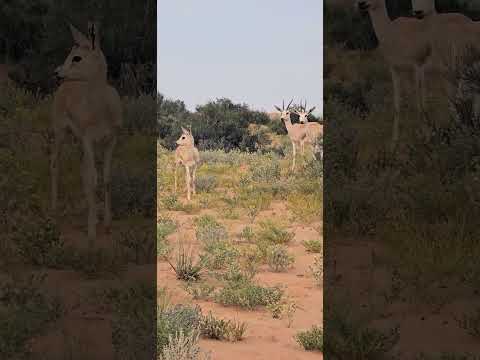 Gazelle/Arabian SandGazelle/Twins Baby/DubaiDesert /Ddcr /Viral Vedeo/Youtube Short/info with sagar