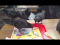 Обнаглевшие голуби обожрались мяса