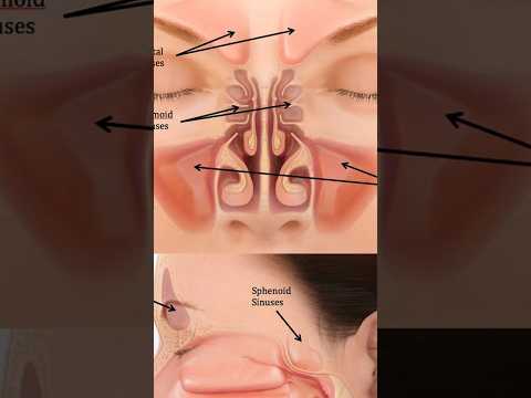 Why Some People Can T Smell Amazing Human Nose Facts In Urdu Facts Shortsvideos