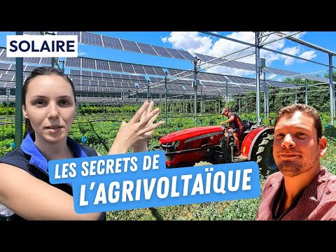 Agrivoltaïsme : des plantes qui poussent mieux grâce aux panneaux solaires ?