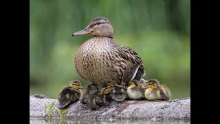 Leading the Flock:  Lessons from a Mother Duck