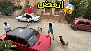 رد فعل بويكا وسلطان وباقي كلابي علي صواريخ العيد 🚀🧨