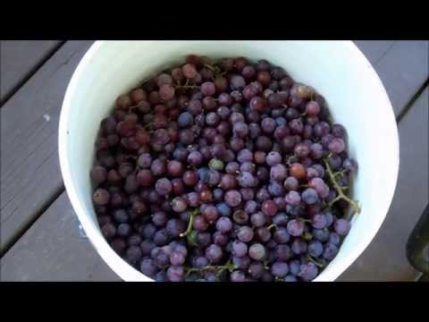 Video: Hoe Druiven Verwerken? Hoe Goed Te Verwerken In De Herfst Vóór Beschutting Voor De Winter En In Augustus Na De Oogst? Waterstofperoxide En Andere Middelen