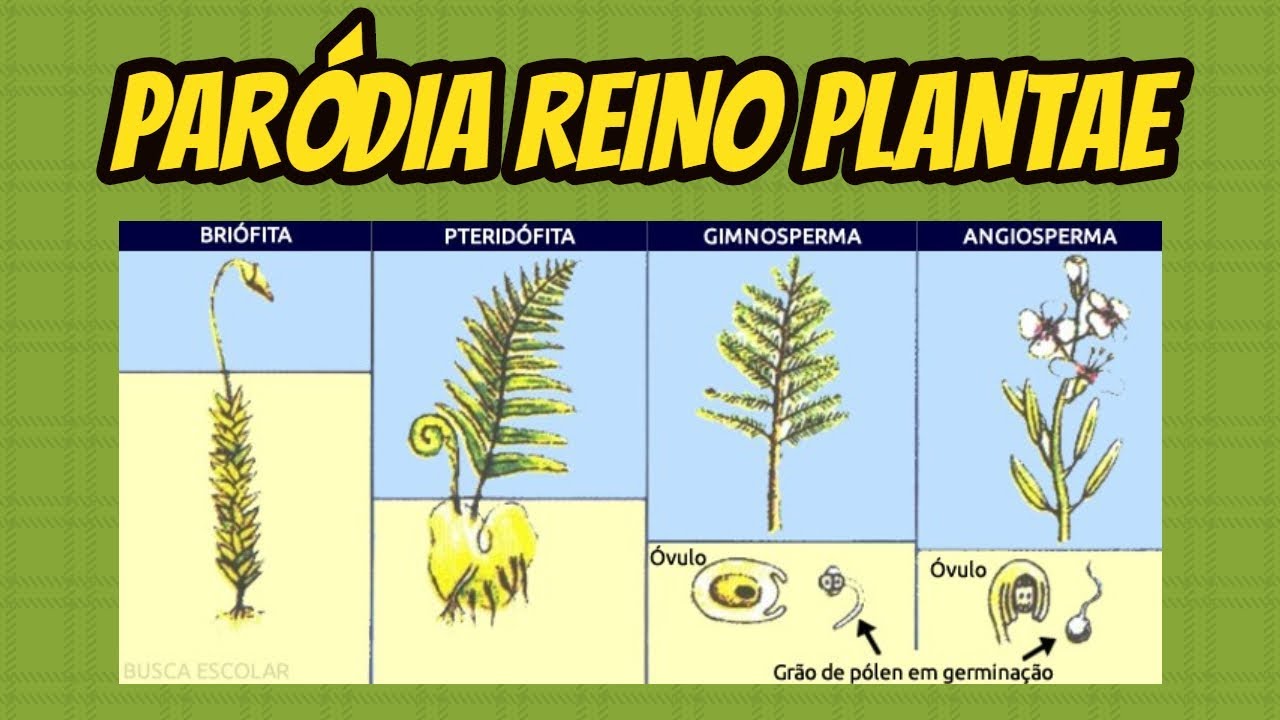 Parodea PARÓDIA REINO PLANTAE - ALEJANDRO - YouTube