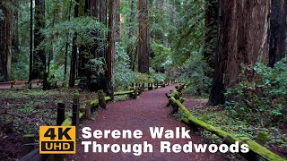 Quiet Nature Walk through the Redwoods