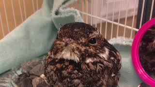 Wildlife Rehabilitation Center Video Tour