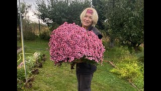 картинка: Всі кольори осені на городі! Каталог ранніх сортів хризантеми.