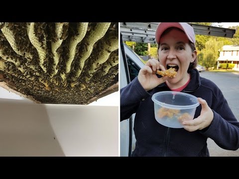 Watch Woman Discover 120,000 Bees Crawling Inside Her Ceiling