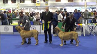Fila Brasileiro World dog show 2022 Brazil