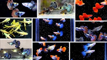 Tổng Hợp Tất Cả Những Dòng Cá Bảy Màu Đẹp Đang Bán Tại Trại | Ngắm Cá Thư Giãn | Dat Guppy