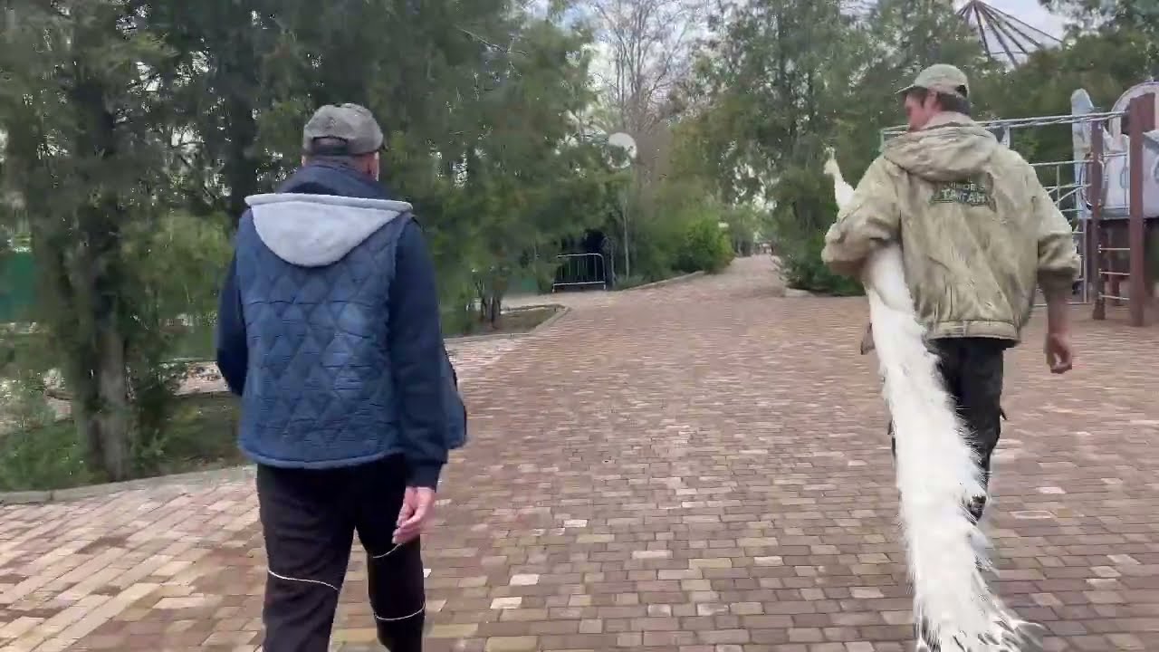Виктор пересаживает БЕЛЫХ ПАВЛИНОВ в летний вольер, а у дальневосточных леопардов ЛЮБОВЬ)