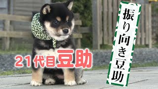 ふりふりお尻としっぽにメロメロ【豆助・柴犬】[Shiba Inu / Mameshiba/Puppy]