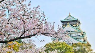 Цветущая сакура | Весенняя красивая медитация для расслабления и засыпания