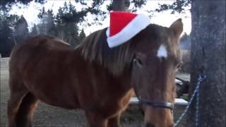 Christmas Ponies RAWs