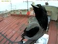 Counting crows that sat on the live camera Считаем ворон на камере