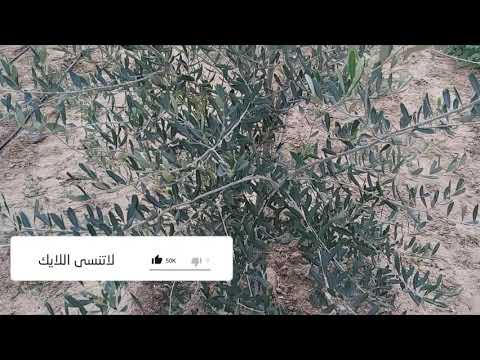 فيديو: كيف تنمو شجرة زيتون