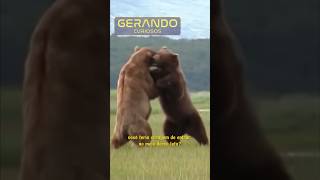 Confronto Épico: Ursos Gigantes se Enfrentam na Batalha das Feras!