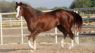 Caballos Cuarto de Milla Cap 273