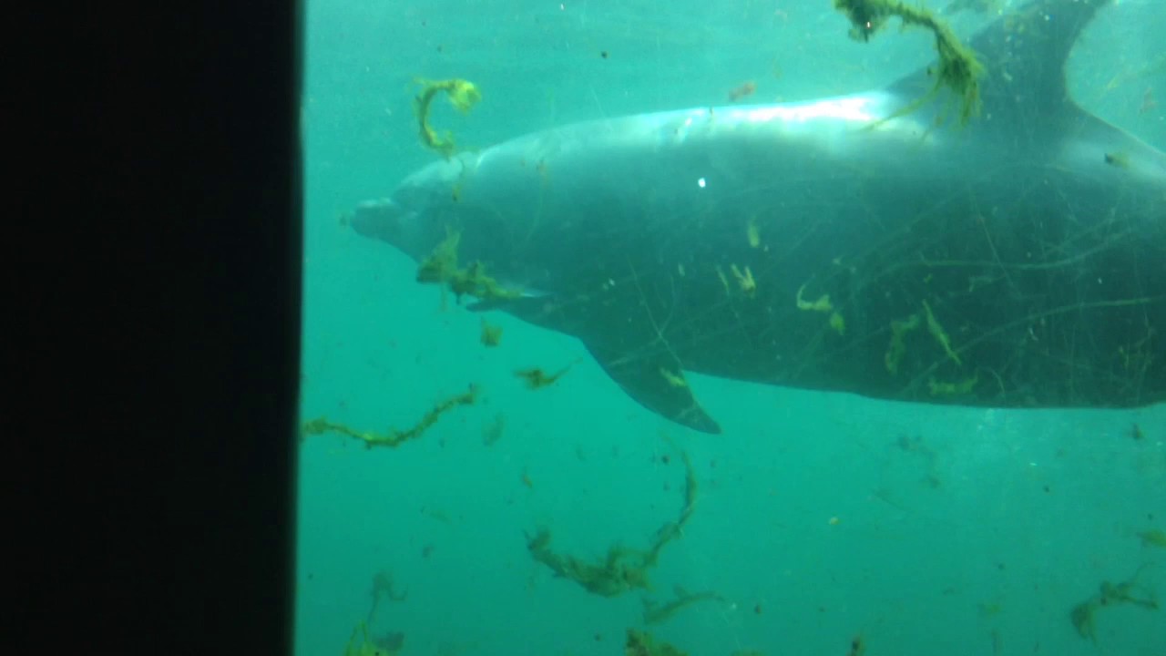 Дельфинариум: морские коровы под водой#57 - YouTube