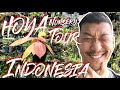 Indonesia Hoya Nursery Tour @moonhoya