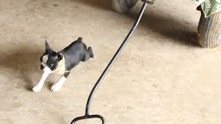 Boston Terrier Puppies For Sale