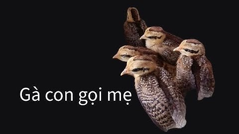 Gà rừng con gọi mẹ về cứu @apaotv