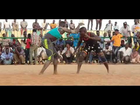 كاربينو والنمر