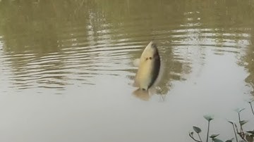 Câu cá rô đồng ,Cá mè , Cá chốt miền tây / Cá ăn thấy mê / T164