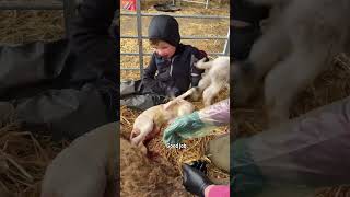 This lamb needed a big pull! #sheep #lambing
This lamb needed a big pull! #sheep #lambing This lamb needed a big pull! #sheep #lambing