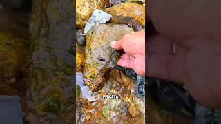 Download Lagu Tidak menyangka isi dibalik batu itu #shortvideo #shorts #trendingshorts #udang MP3 Download Lagu Tidak menyangka isi dibalik batu itu #shortvideo #shorts #trendingshorts #udang MP3